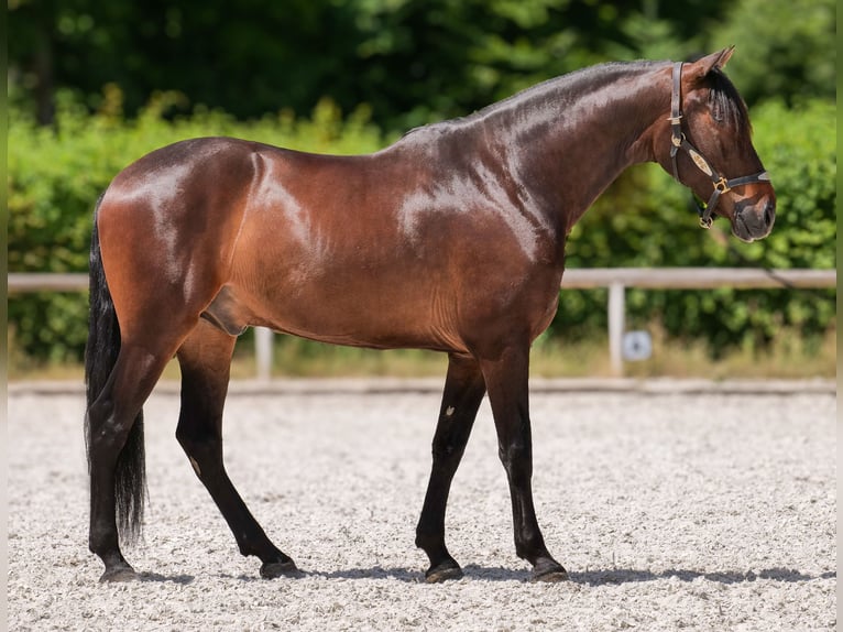 Koń andaluzyjski Wałach 7 lat 162 cm Gniada in Neustadt (Wied)