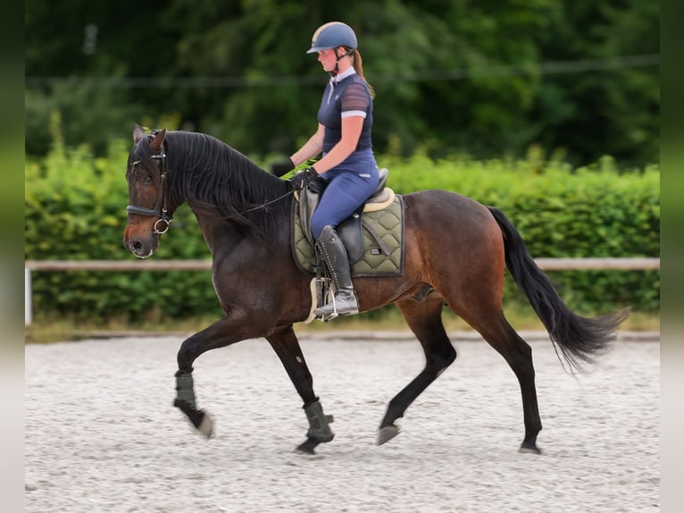 Koń andaluzyjski Wałach 7 lat 162 cm Gniada in Neustadt (Wied)