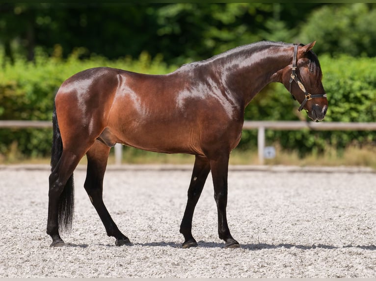 Koń andaluzyjski Wałach 7 lat 162 cm Gniada in Neustadt (Wied)