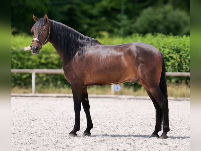 Koń andaluzyjski Wałach 7 lat 162 cm Gniada in Neustadt (Wied)