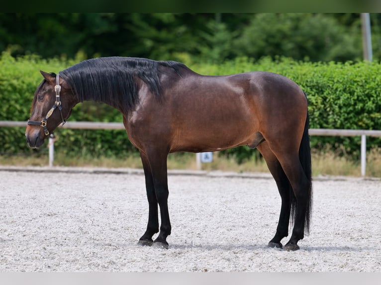 Koń andaluzyjski Wałach 7 lat 162 cm Gniada in Neustadt (Wied)