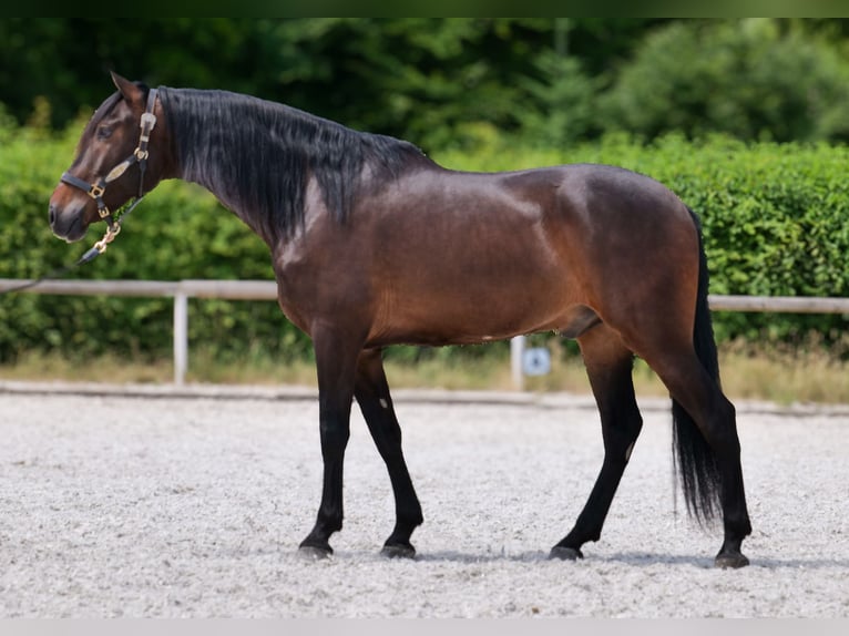Koń andaluzyjski Wałach 7 lat 162 cm Gniada in Neustadt (Wied)