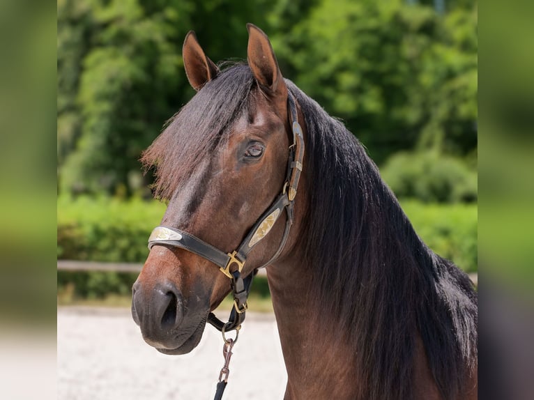 Koń andaluzyjski Wałach 7 lat 162 cm Gniada in Neustadt (Wied)