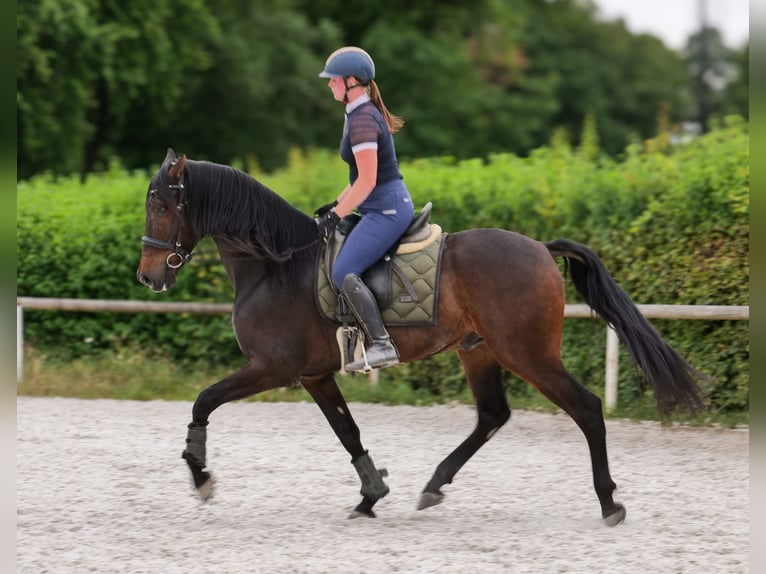 Koń andaluzyjski Wałach 7 lat 162 cm Gniada in Neustadt (Wied)