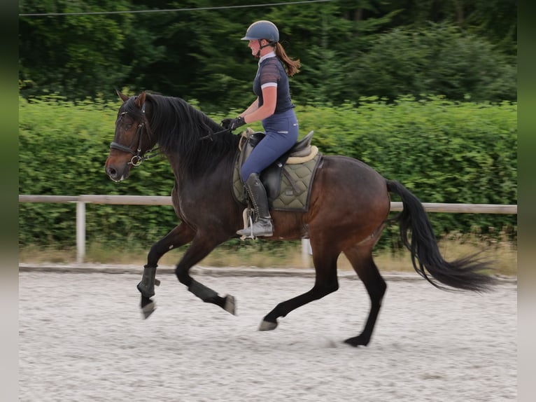 Koń andaluzyjski Wałach 7 lat 162 cm Gniada in Neustadt (Wied)
