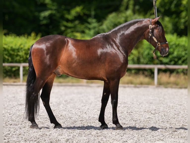 Koń andaluzyjski Wałach 7 lat 162 cm Gniada in Neustadt (Wied)