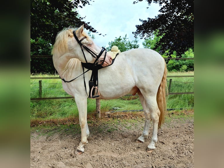 Koń andaluzyjski Wałach 7 lat 162 cm Perlino in Beilen