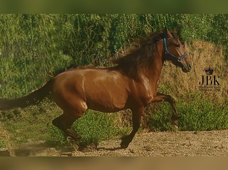Koń andaluzyjski Wałach 7 lat 165 cm Ciemnokasztanowata in Tabernas Almeria