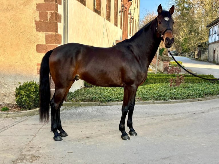 Koń andaluzyjski Wałach 7 lat 165 cm Gniada in Warburg