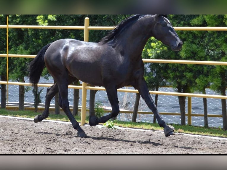 Koń andaluzyjski Wałach 7 lat 165 cm Kara in Westerlo
