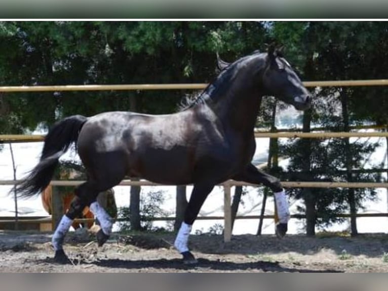 Koń andaluzyjski Wałach 7 lat 165 cm Kara in Westerlo