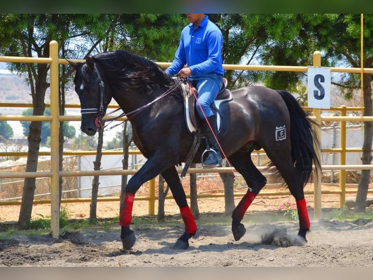 Koń andaluzyjski Wałach 7 lat 165 cm Kara in Westerlo