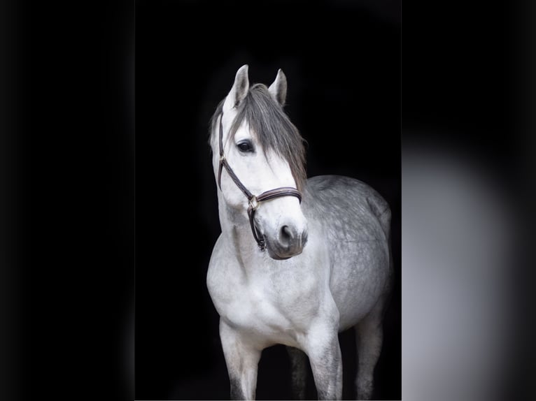 Koń andaluzyjski Wałach 8 lat 155 cm Siwa jabłkowita in Idar-Oberstein