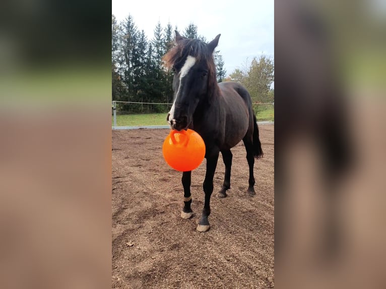 Koń andaluzyjski Wałach 8 lat 155 cm Skarogniada in Michelau in Oberfranken