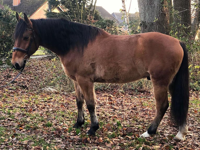Koń andaluzyjski Wałach 8 lat 157 cm Gniada in Bötersen