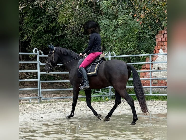 Koń andaluzyjski Wałach 8 lat 158 cm Kara in Geiselwind
