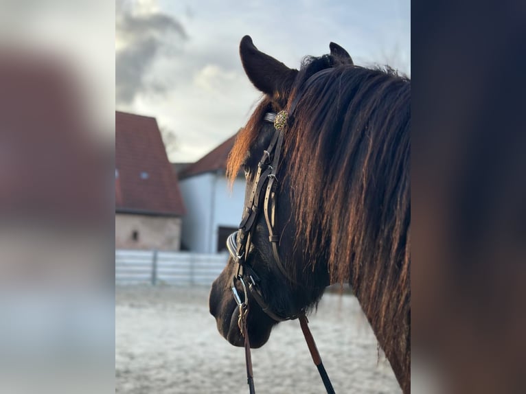 Koń andaluzyjski Wałach 8 lat 158 cm Kara in Geiselwind