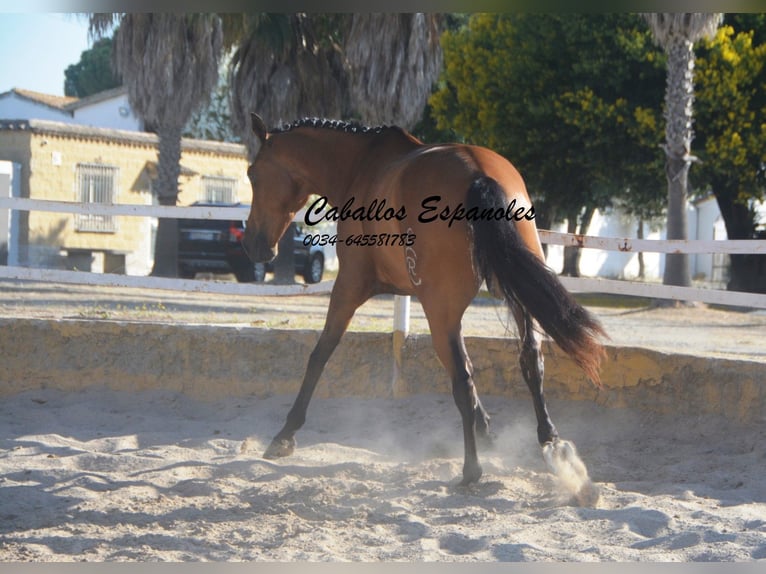 Koń andaluzyjski Wałach 8 lat 161 cm Gniada in Vejer de la Frontera