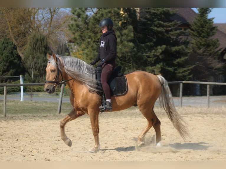 Koń andaluzyjski Mix Wałach 8 lat 162 cm Izabelowata in Santok
