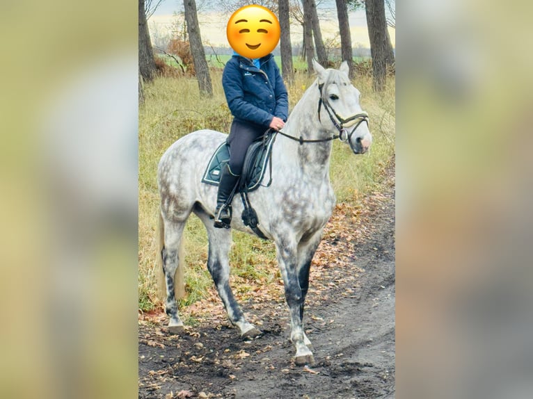 Koń andaluzyjski Wałach 8 lat 162 cm Siwa jabłkowita in Velpke