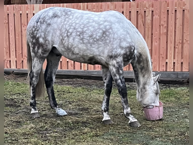 Koń andaluzyjski Wałach 8 lat 162 cm Siwa jabłkowita in Velpke