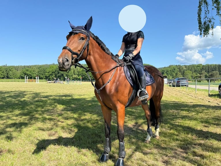 Koń andaluzyjski Wałach 8 lat 164 cm Gniada in Rheinfelden