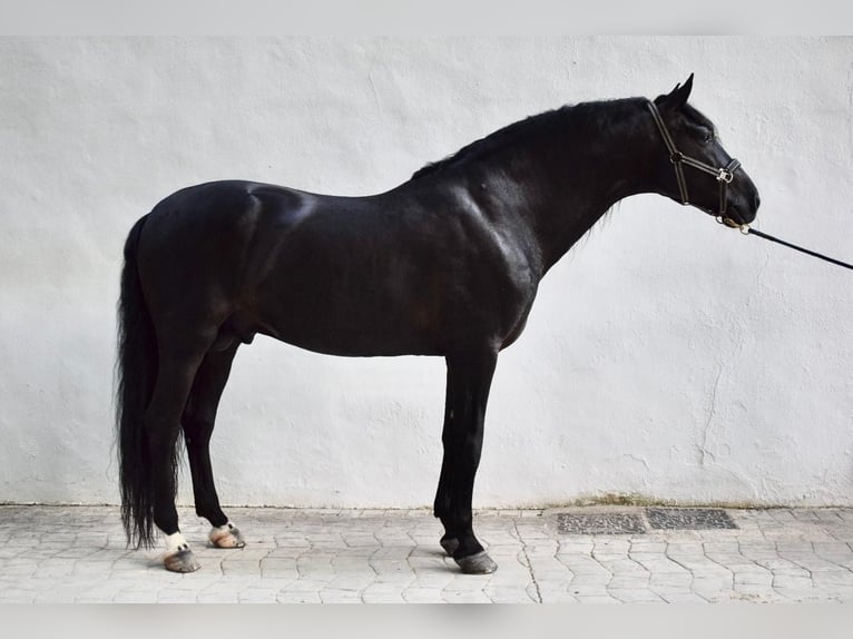 Koń andaluzyjski Wałach 8 lat 164 cm Kara in Ronda