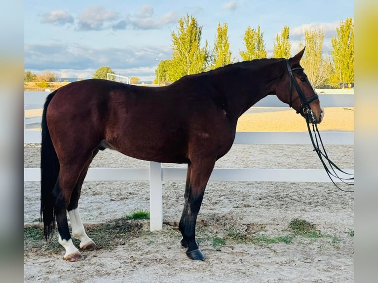 Koń andaluzyjski Wałach 8 lat 165 cm Ciemnogniada in Talarrubias