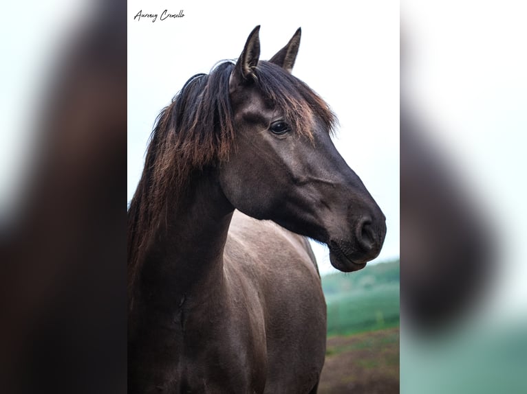 Koń andaluzyjski Wałach 8 lat 178 cm in Pribram