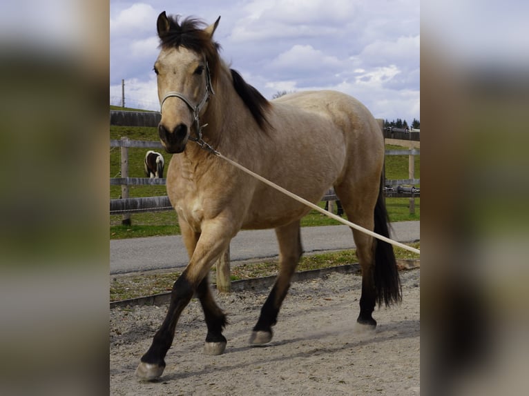 Koń andaluzyjski Wałach 9 lat 155 cm Bułana in Ebersbach-Musbach