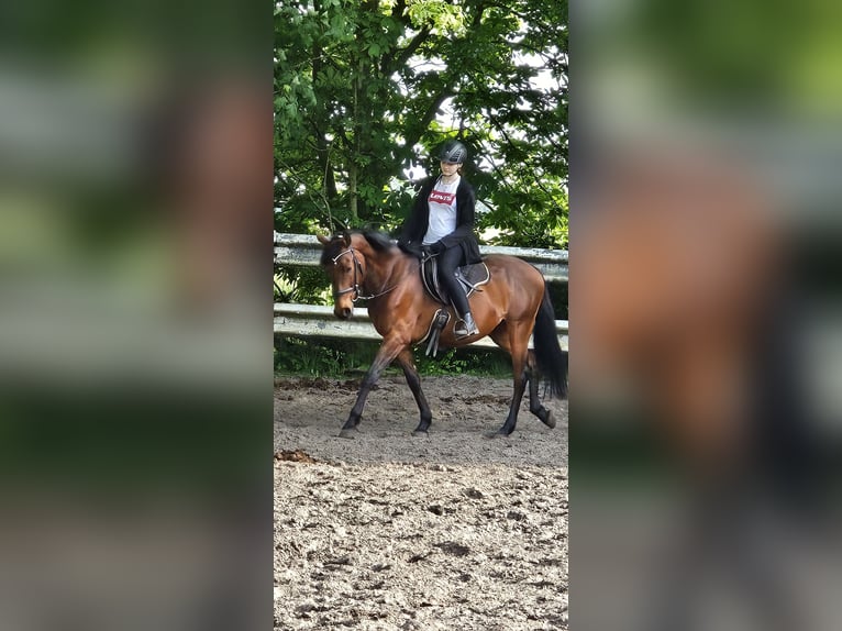 Koń andaluzyjski Wałach 9 lat 155 cm Gniada in Nordenham