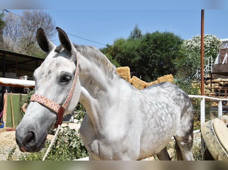 Koń andaluzyjski Wałach 9 lat 156 cm Siwa in Provinz  Malaga