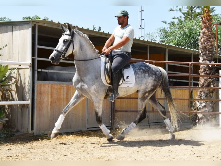 Koń andaluzyjski Wałach 9 lat 156 cm Siwa in Provinz  Malaga