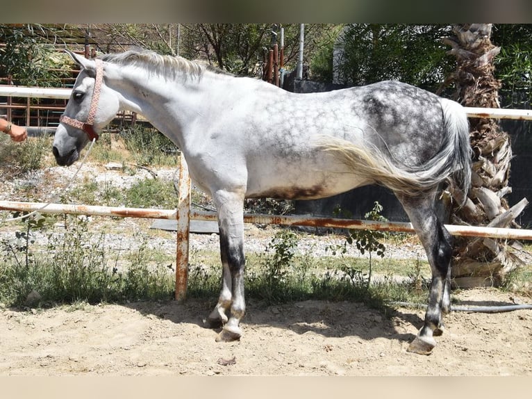 Koń andaluzyjski Wałach 9 lat 156 cm Siwa in Provinz  Malaga