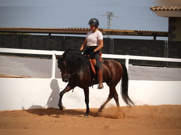 Koń andaluzyjski Wałach 9 lat 158 cm Gniada in Valencia