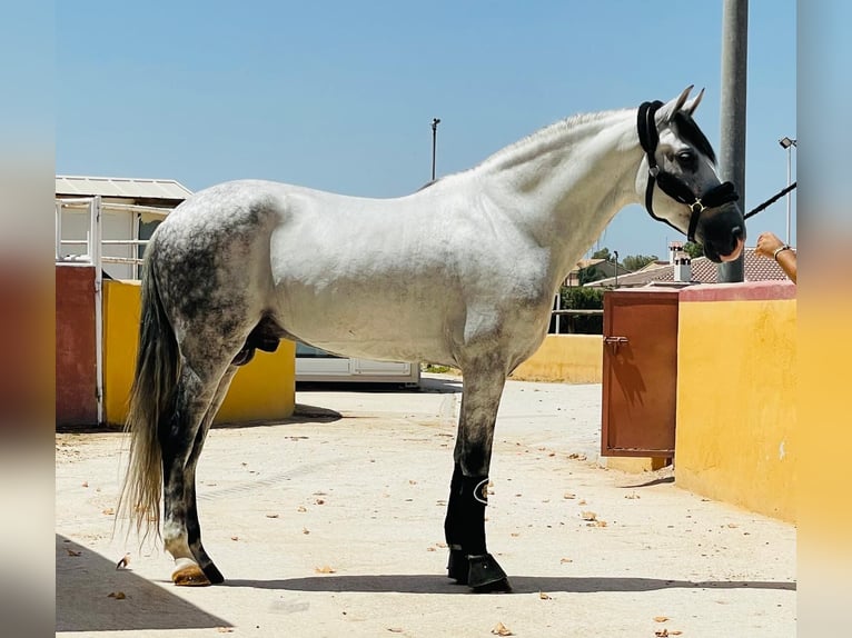 Koń andaluzyjski Wałach 9 lat 158 cm Siwa jabłkowita in Martfeld