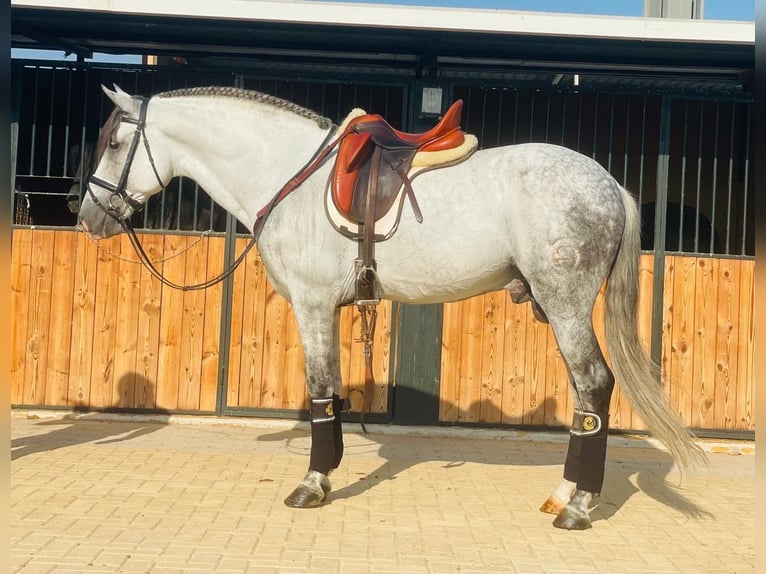 Koń andaluzyjski Wałach 9 lat 158 cm Siwa jabłkowita in Martfeld