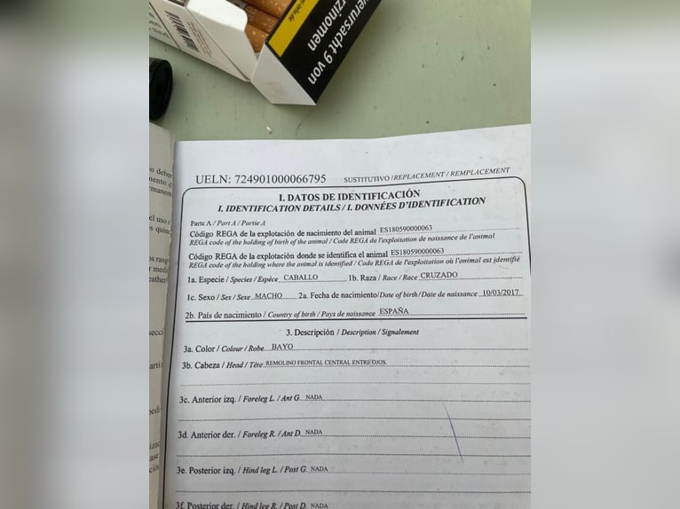 Koń andaluzyjski Mix Wałach 9 lat 162 cm Ciemnogniada in Wittlich