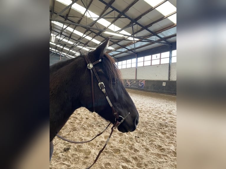 Koń andaluzyjski Mix Wałach 9 lat 162 cm Ciemnogniada in Wittlich