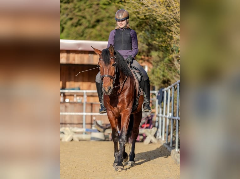 Koń andaluzyjski Wałach 9 lat 165 cm Gniada in Wülfrath