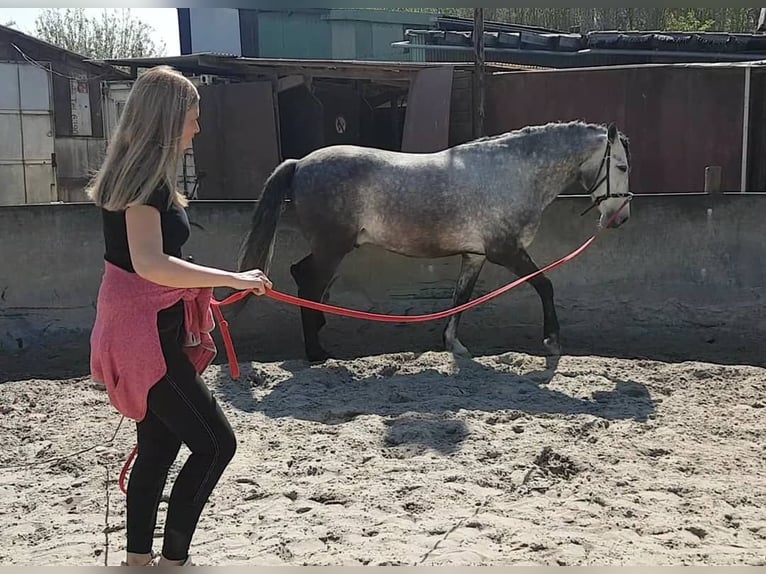 Koń andaluzyjski Wałach 9 lat Stalowosiwy in Bodman-Ludwigshafen
