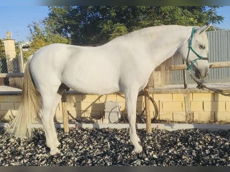 Koń andaluzyjski Wałach 10 lat 161 cm Siwa in Madrid