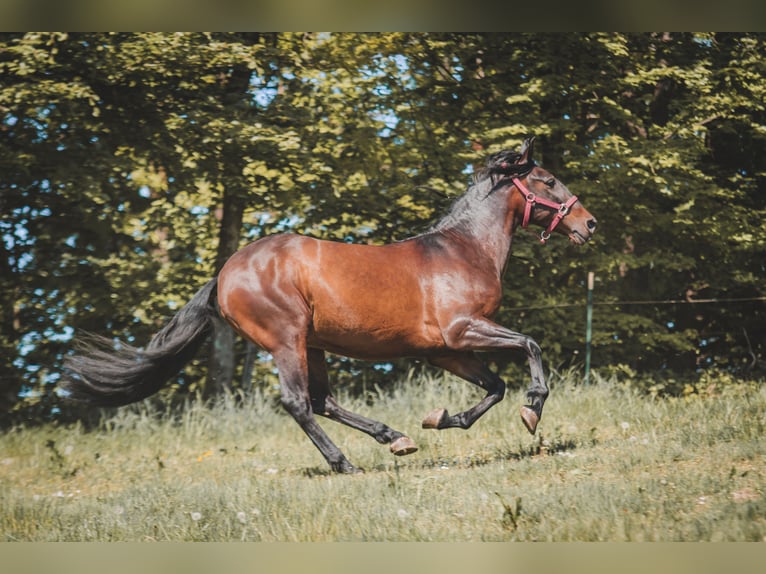 Koń andaluzyjski Wałach 11 lat 158 cm Gniada in Bergneustadt