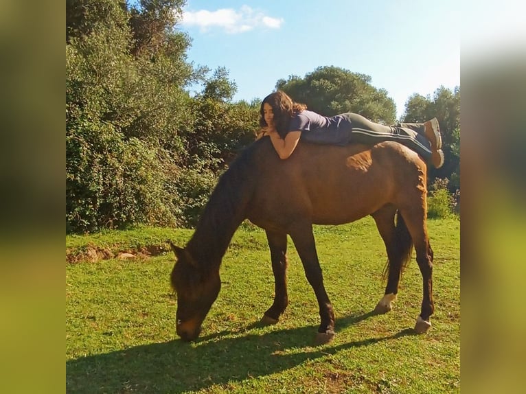 Koń andaluzyjski Wałach 12 lat 158 cm in Tarifa