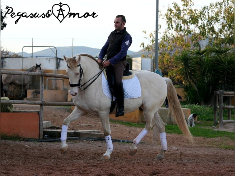 Koń andaluzyjski Wałach 12 lat 158 cm Perlino in Valencia
