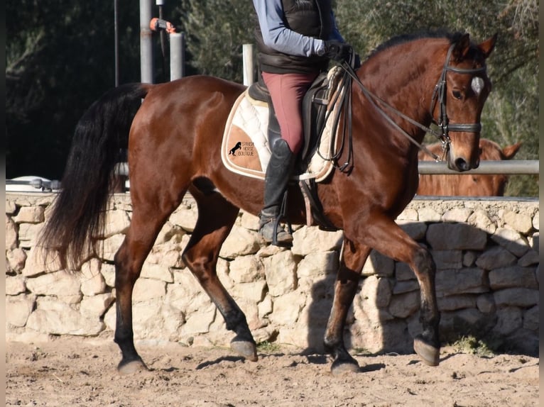 Koń andaluzyjski Wałach 12 lat 159 cm Gniada in Mallorca