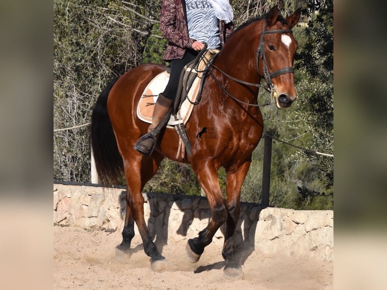 Koń andaluzyjski Wałach 12 lat 159 cm Gniada in Mallorca