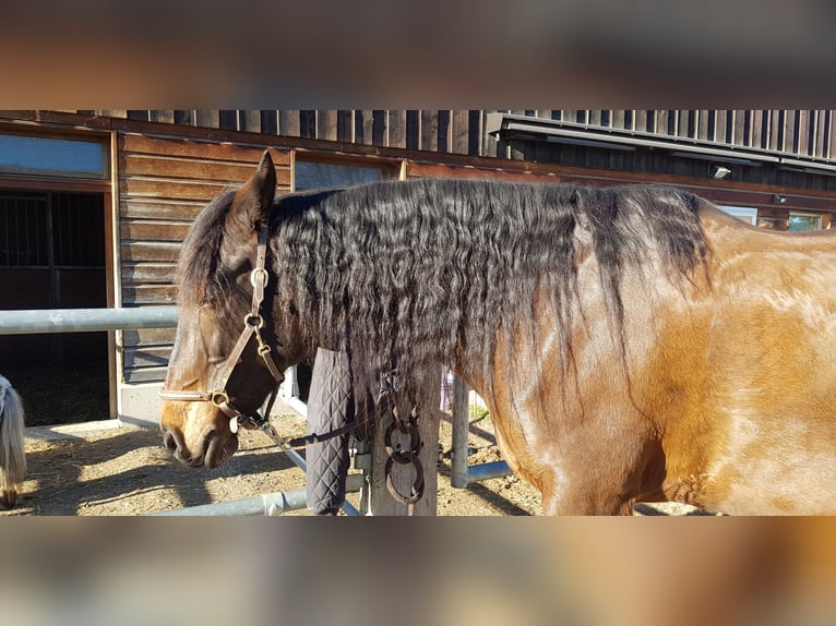 Koń andaluzyjski Wałach 12 lat 165 cm in Grafstal