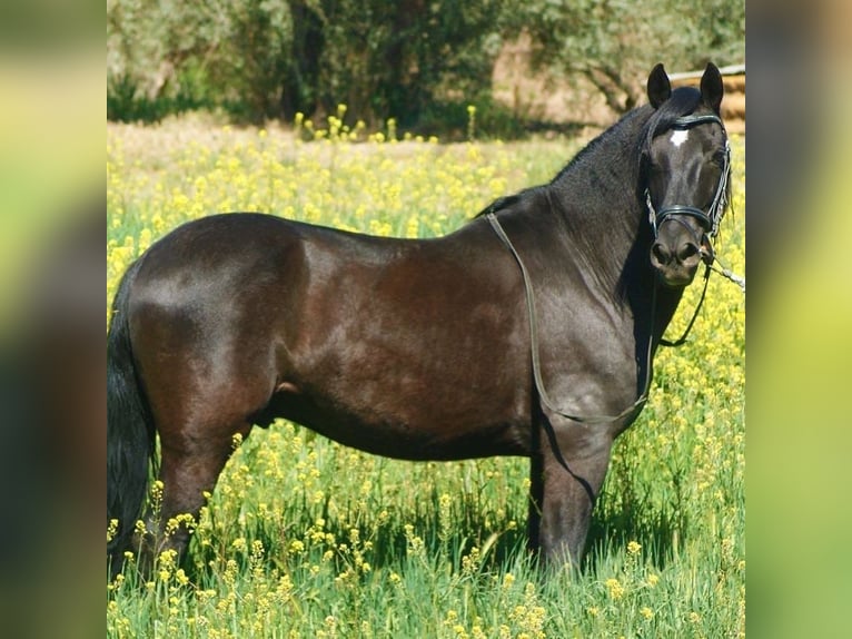 Koń andaluzyjski Mix Wałach 13 lat 147 cm Kara in Mijas