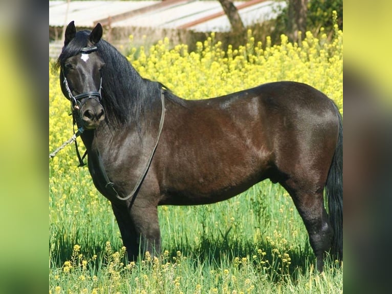 Koń andaluzyjski Mix Wałach 13 lat 147 cm Kara in Mijas